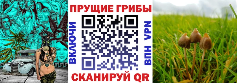 Купить  Покров  Галлюциногенные грибы GOLDEN TEACHER 